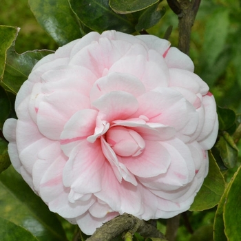 Camellia japonica 'Gone Again Blush' 