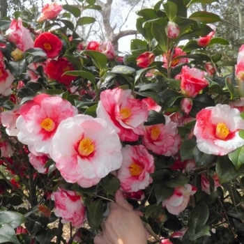 Camellia japonica 'Iwane-Shibori' 