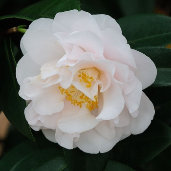 Camellia japonica 'Mister Sam' 