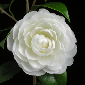 Camellia japonica 'Satsuma' 