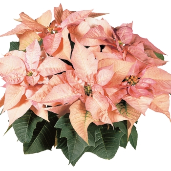 Euphorbia pulcherrima 'Cinnamon Star™'