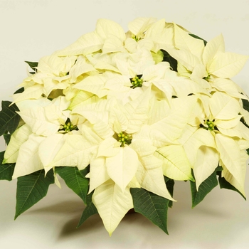Euphorbia pulcherrima Mira™ 'White'