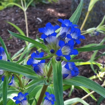 Gentiana dahurica