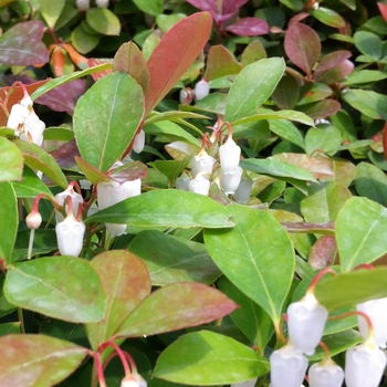 Gaultheria procumbens 