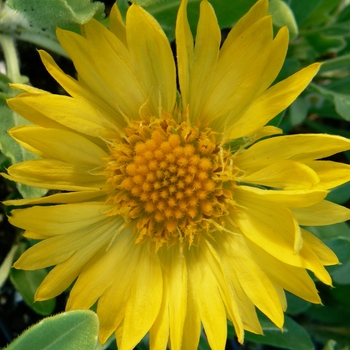 Gaillardia aristata 'Maxima Aurea'