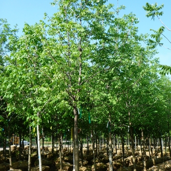 Fraxinus quadrangulata 