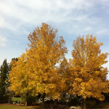 Fraxinus pennsylvanica 'Summit'