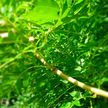 Fraxinus pennsylvanica 'Marshall'