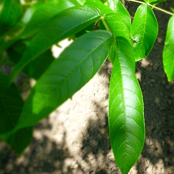 Fraxinus nigra