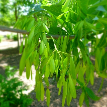 Fraxinus nigra 