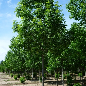Fraxinus americana