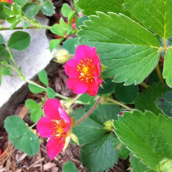 Fragaria 'Lipstick'