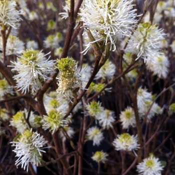 Fothergilla major 'Mount Airy'