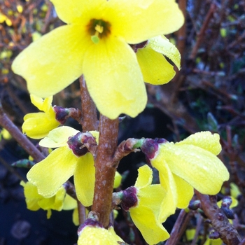 Forsythia ovata 'Ottawa' 