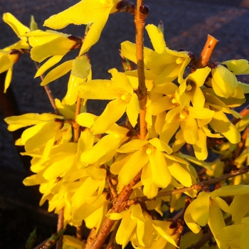 Forsythia ovata 'Northern Gold'