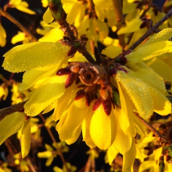 Forsythia ovata 'Northern Gold' 