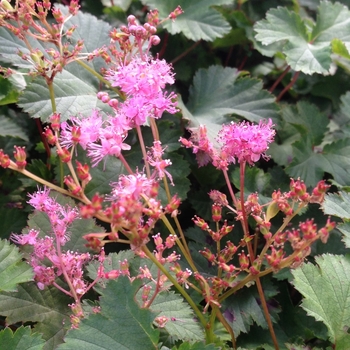 Filipendula 'Kahome'