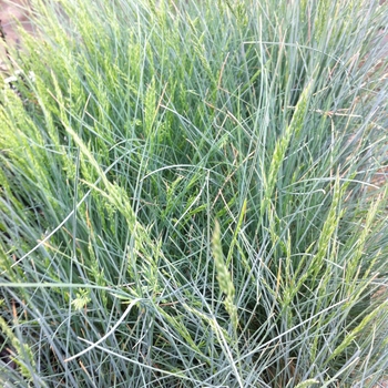 Festuca glauca 'Pepindale Blue' 