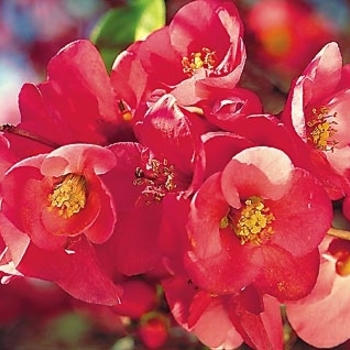 Chaenomeles japonica 'Moned' 