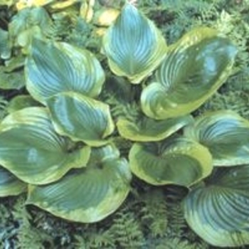 Hosta 'Sum of All' 