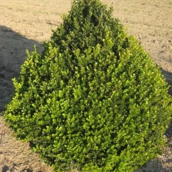 Buxus 'Cranberry Creek' 