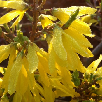 Forsythia x intermedia 'Gold Tide®'