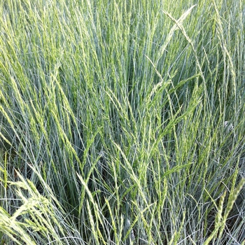 Festuca glauca 