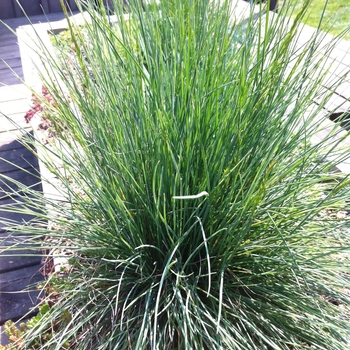 Festuca glauca