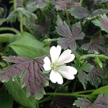 Geranium x oxonianum 'Katherine Adele' 