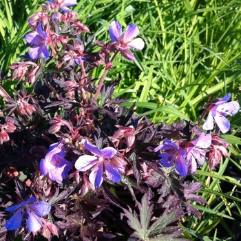 Geranium pratense 'Black Beauty™' Nodbeauty