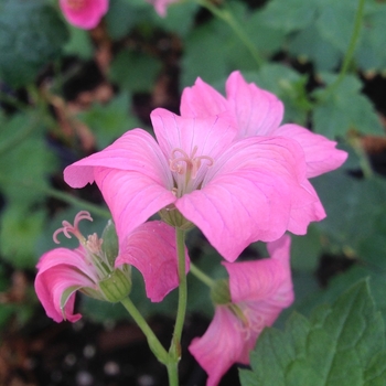 Geranium x oxonianum 'Wargrave Pink' 