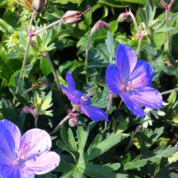 Geranium 'Johnson's Blue'