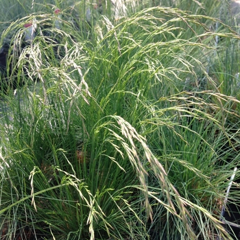 Festuca amethystina