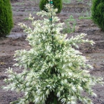 Cedrus deodara 'Cream Puff' 