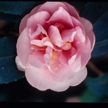 Camellia sasanqua 'Ashston's Pink' 
