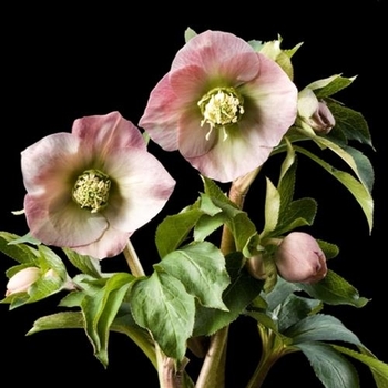 Helleborus 'Bridget' 