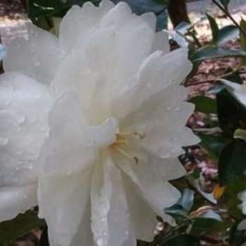 Camellia sasanqua 'Eskimo Dawn' 