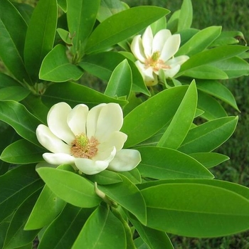 Magnolia virginiana 'Henry Hicks' 