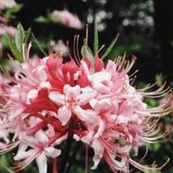 Rhododendron canescens 'Varnadoe's Pink' 
