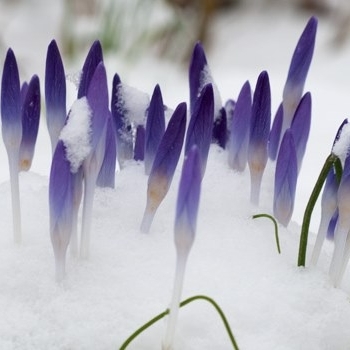 Crocus tommasinianus