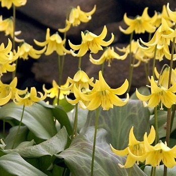 Erythronium 'Pagoda' 