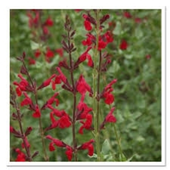 Salvia darcyi x microphylla 'PWIN025' 