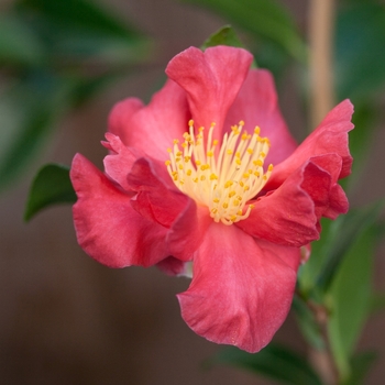 Camellia sasanqua 'Midnight Lover' 