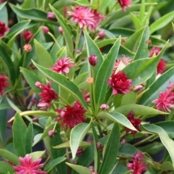 Illicium mexicanum 'Aztec Fire' 