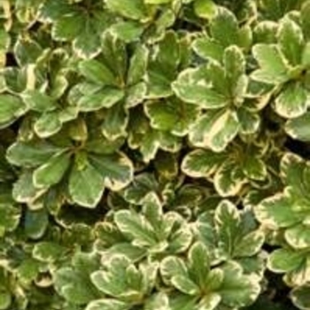 Pittosporum tobira 'Turner's Variegated Dwarf' 