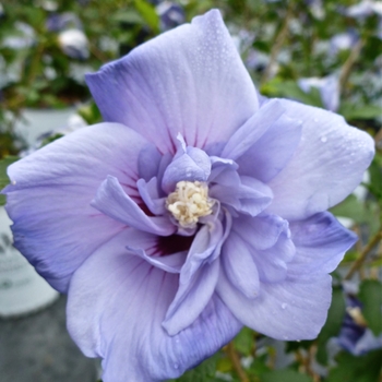 Hibiscus syriacus 'Marina' PP12680