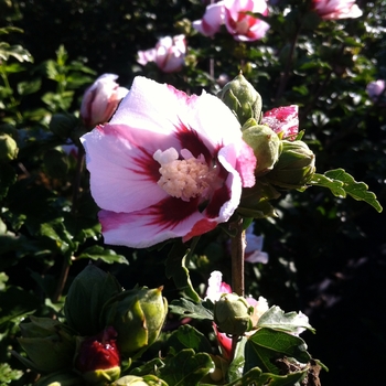 Hibiscus syriacus 'Hamabo' 