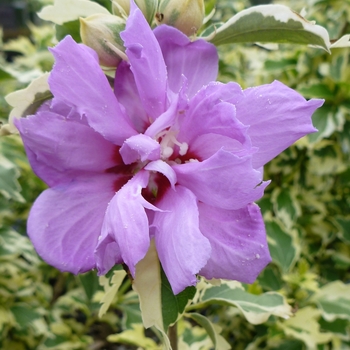 Hibiscus syriacus 'Carpa' 