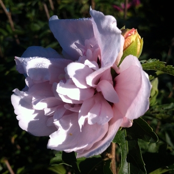 Hibiscus syriacus 'Blushing Bride'