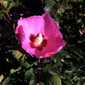 Hibiscus syriacus 'Aphrodite' 